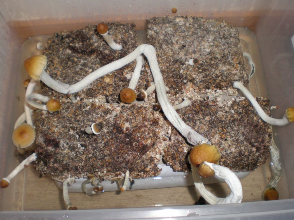 P7190210