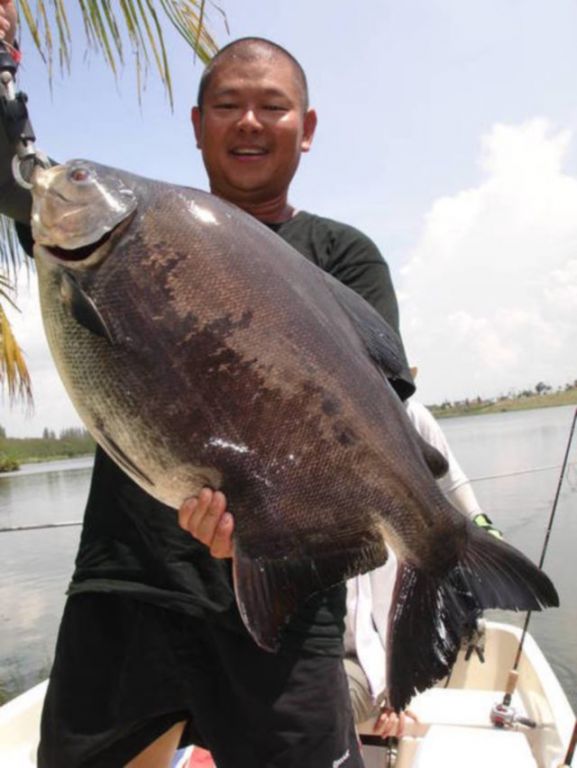 ПАКУ / PACU