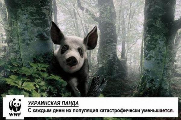 пан