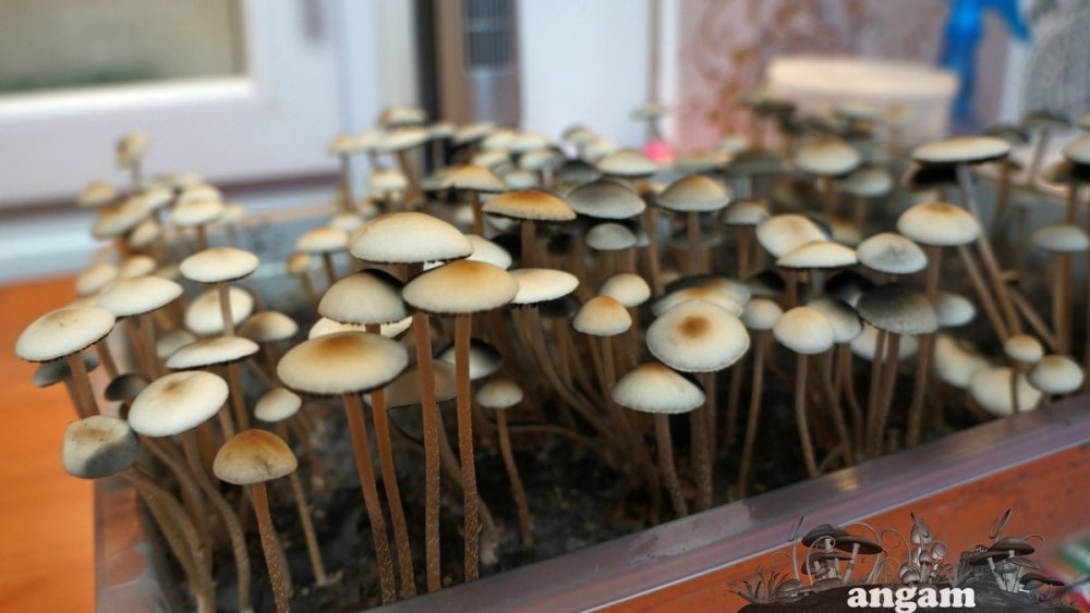 Panaeolus Cambodginiensis +.jpg