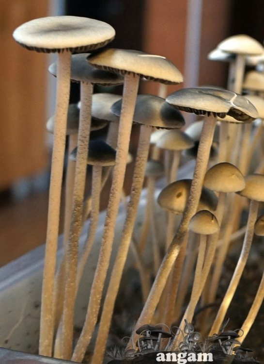 Panaeolus Cambodginiensis.jpg