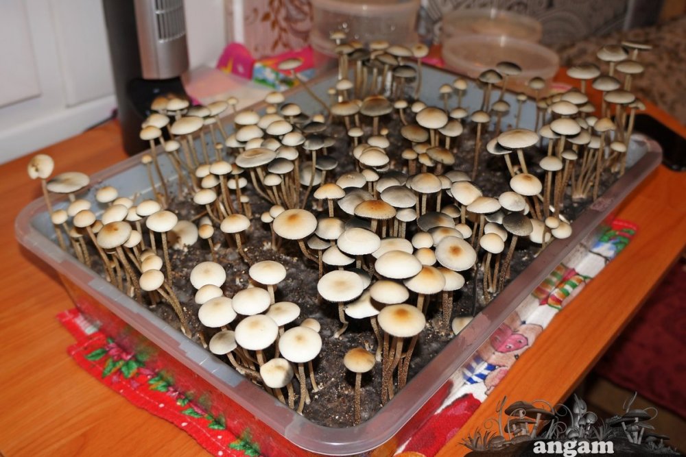 Panaeolus Cambodginiensis++.jpg