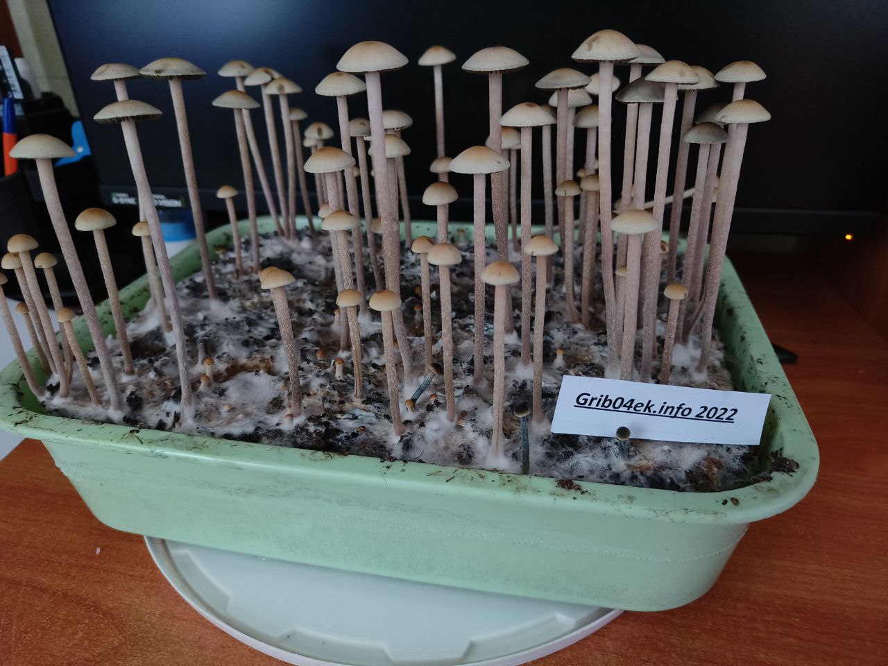 Panaeolus cambodginiensis.jpg