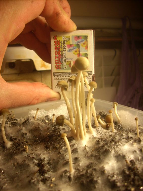 Panaeolus Cambodginiensis