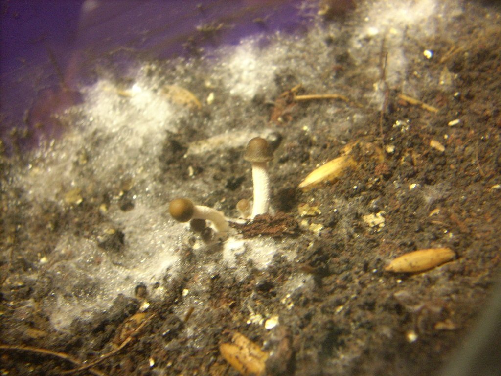 Panaeolus Cambodginiensis