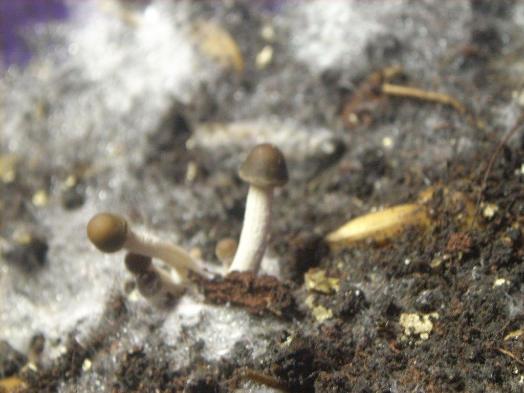 Panaeolus Cambodginiensis