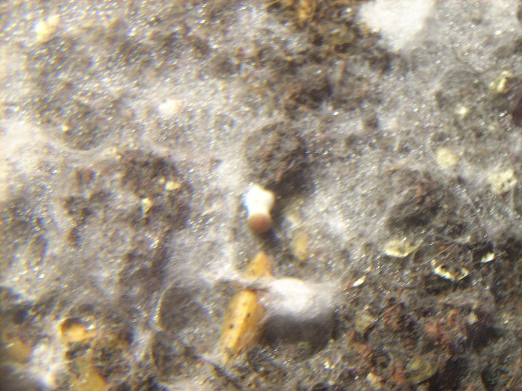 Panaeolus Cambodginiensis
