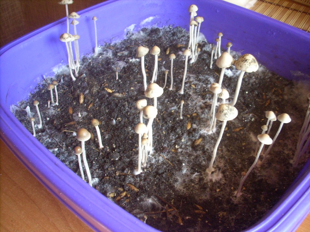 Panaeolus Cambodginiensis