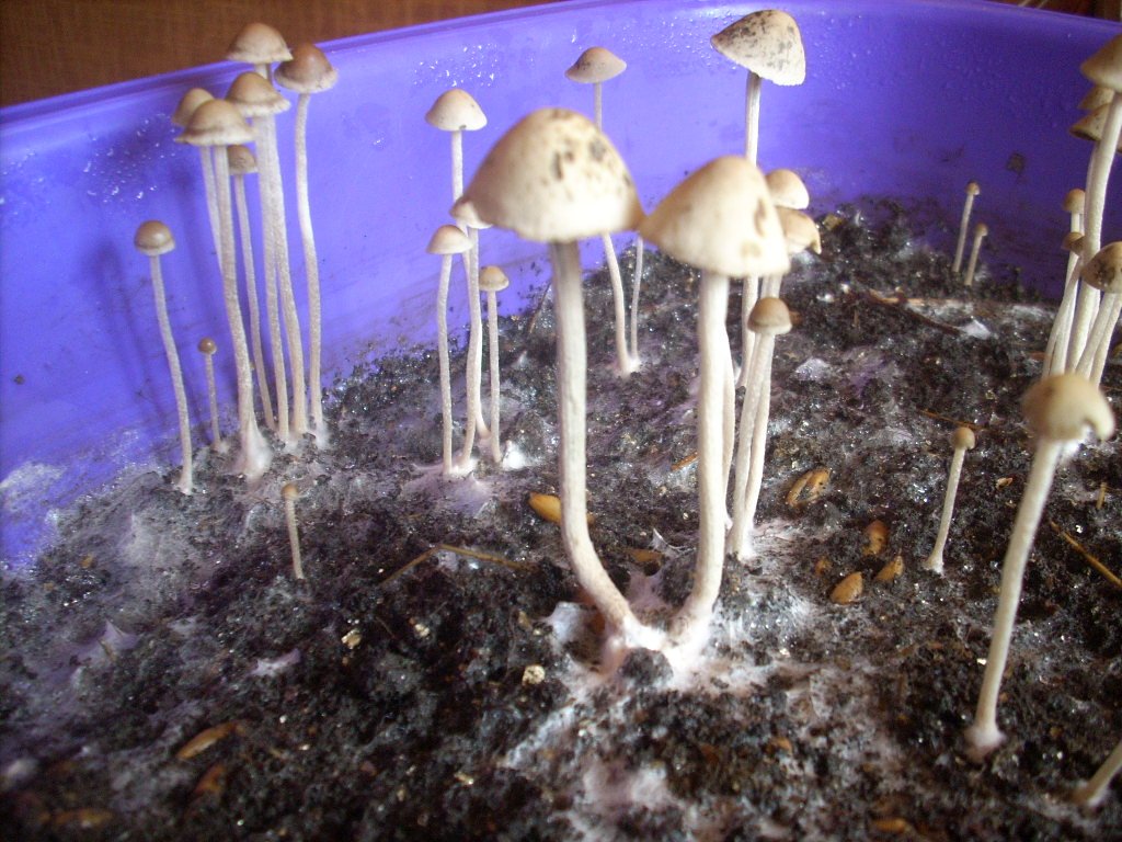 Panaeolus Cambodginiensis