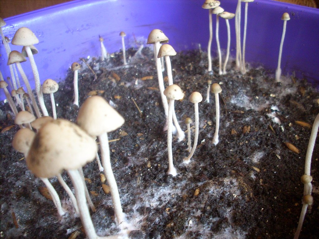 Panaeolus Cambodginiensis