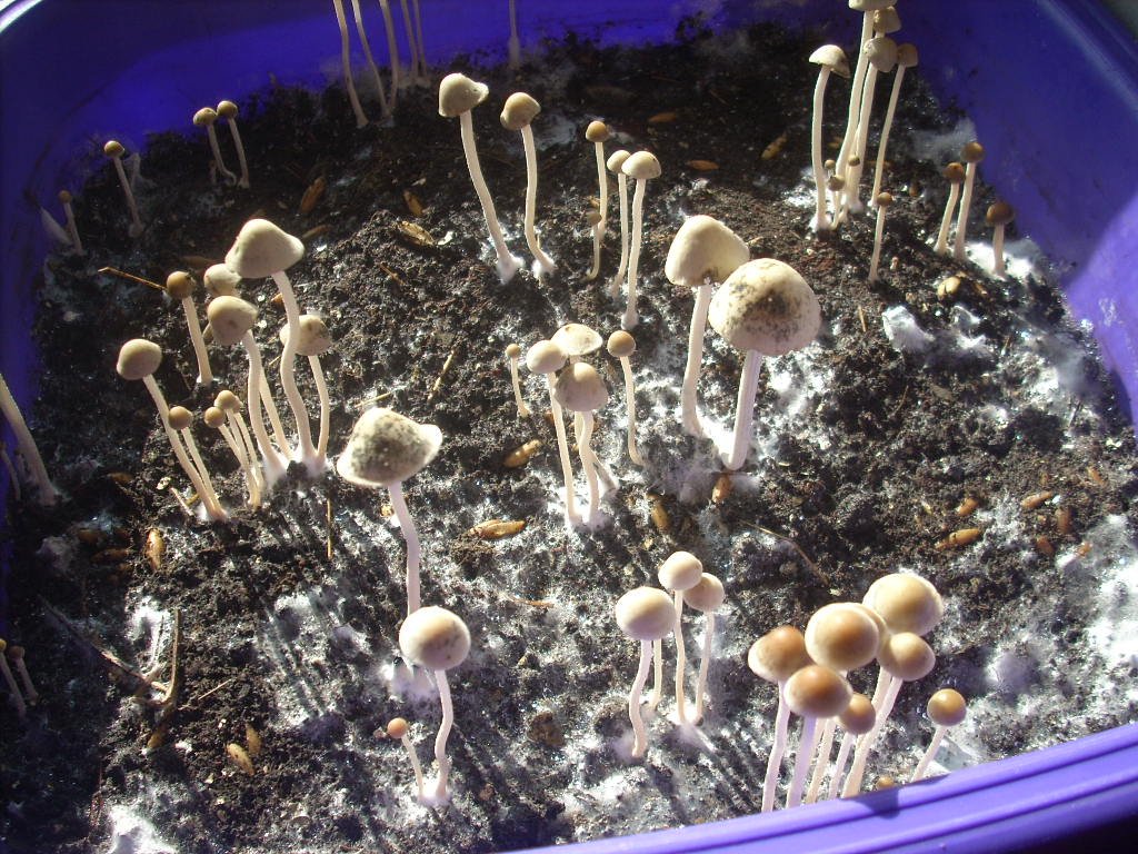 Panaeolus Cambodginiensis