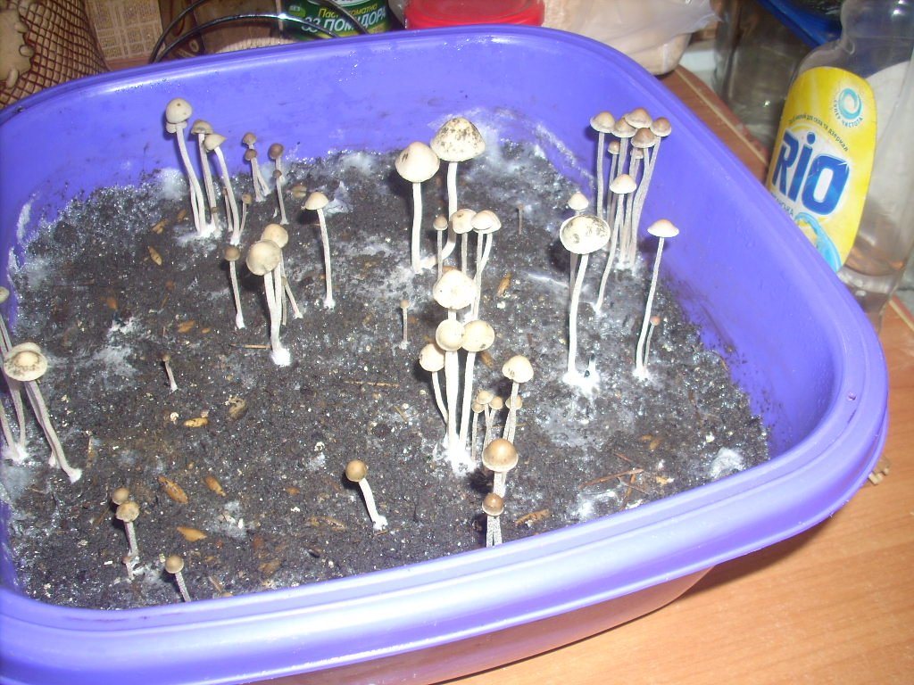 Panaeolus Cambodginiensis