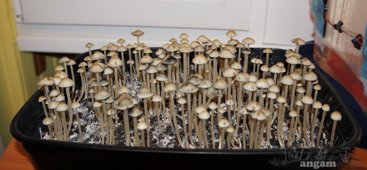 Panaeolus Cambodginiensis1.jpg