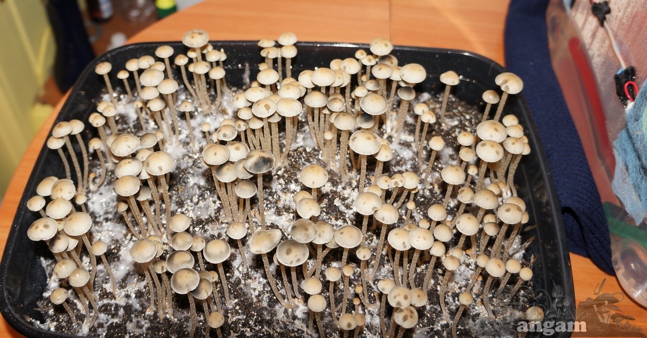 Panaeolus Cambodginiensis2.jpg