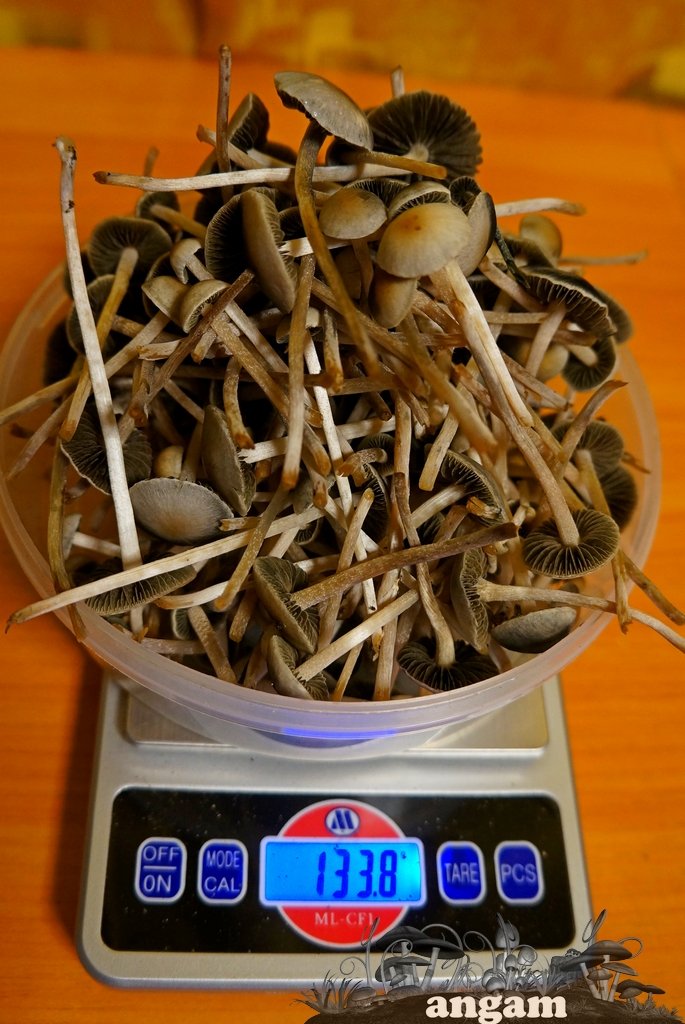 Panaeolus Cyanescens Jamaica на весах