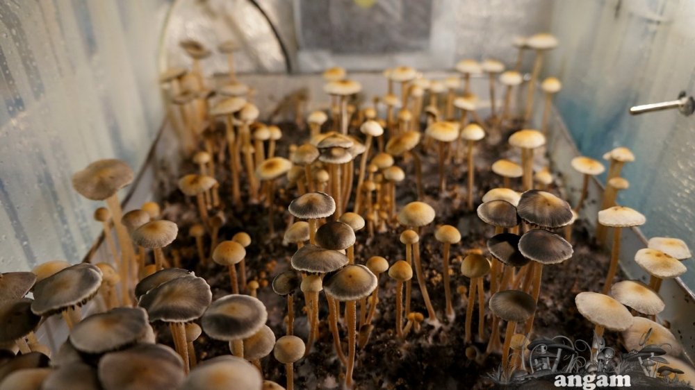 Panaeolus Cyanescens Jamaica в гроубоксе