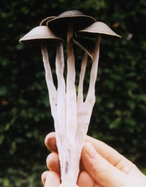 panaeolus cyanescens