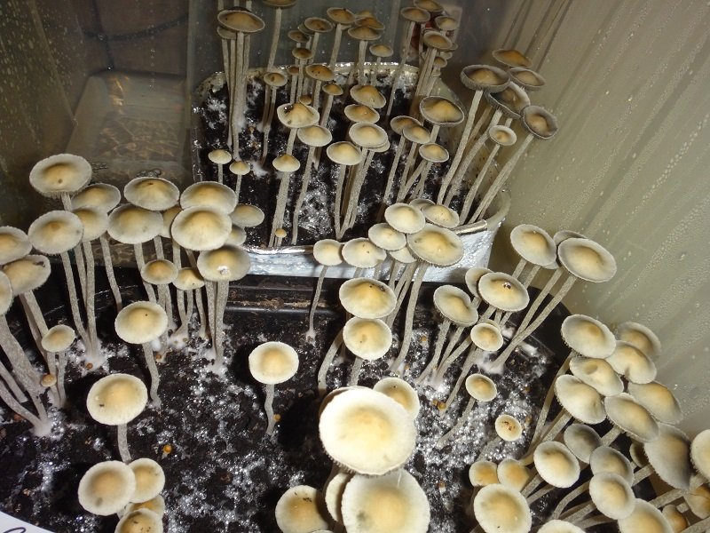 #Panaeolus Goliath.jpg