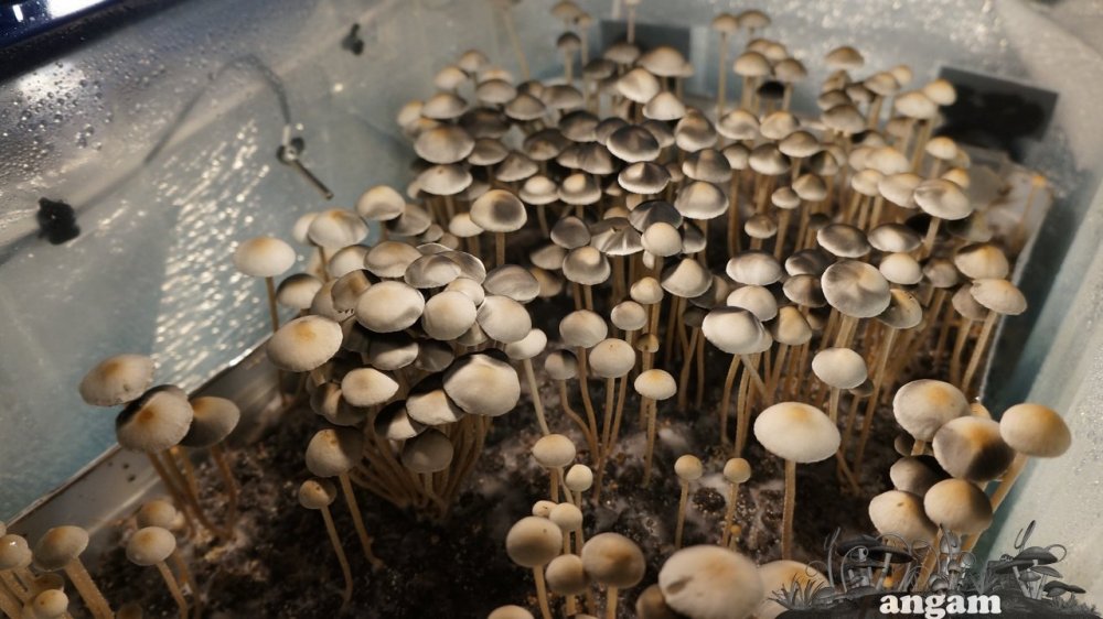 Panaeolus Jamaica 1.jpg
