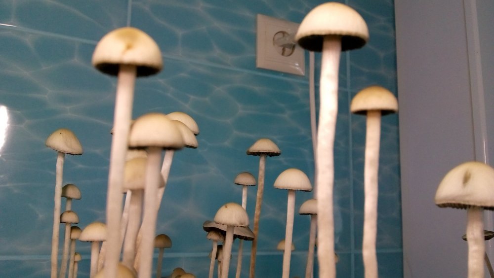 Panaeolus Jamaica.jpeg