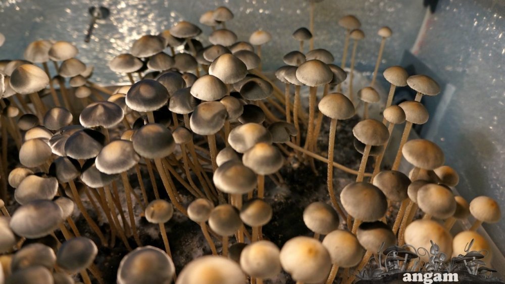 Panaeolus Jamaica.jpg