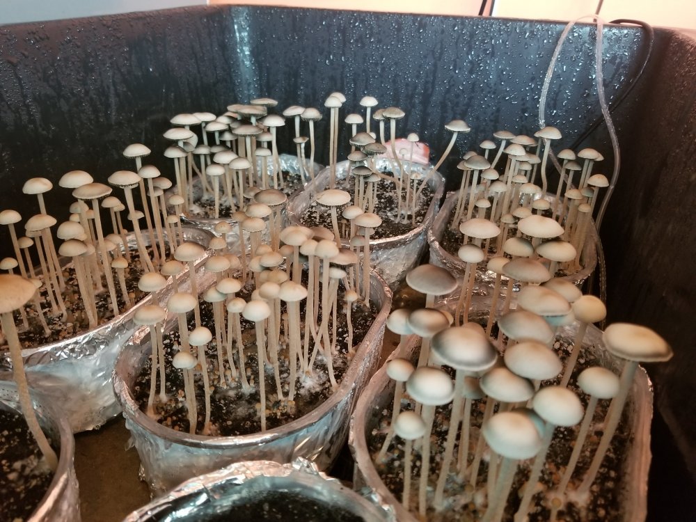 Panaeolus Jamaica.jpg
