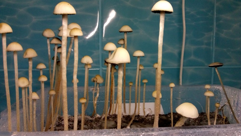 Panaeolus Jamaica1.jpeg