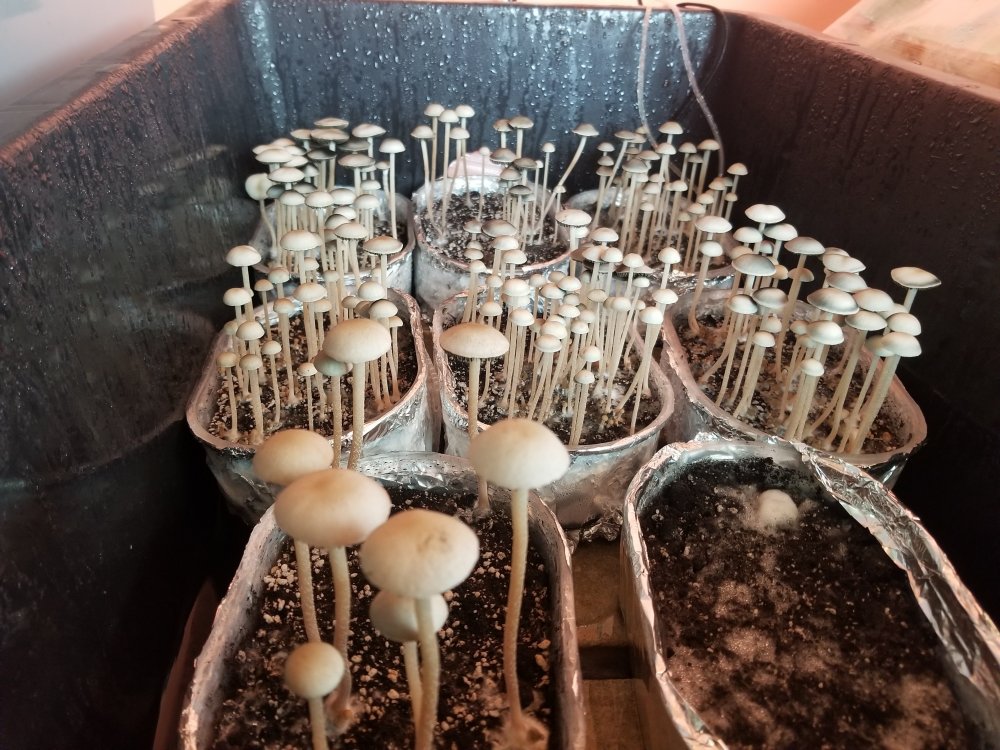Panaeolus Jamaica1.jpg