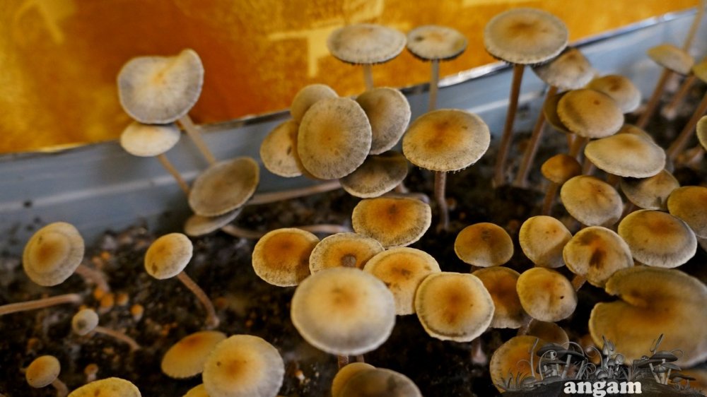 Panaeolus Ямайка фото ближе