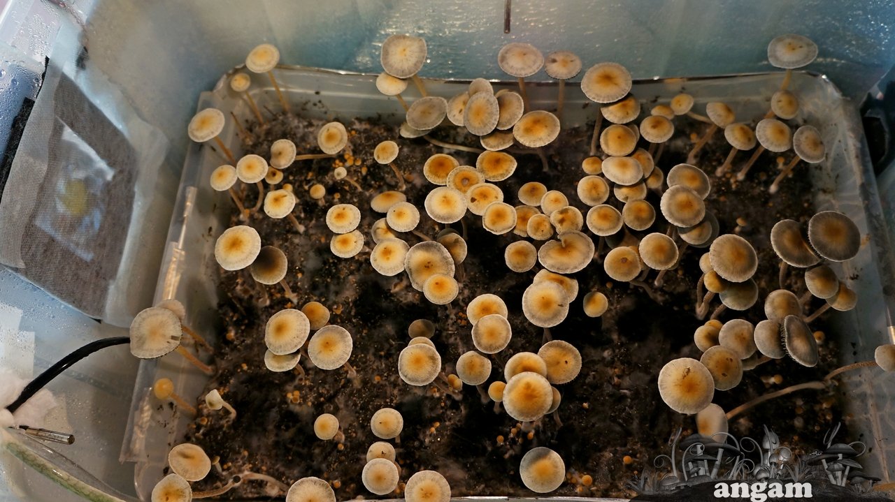 Panaeolus Ямайка общий вид