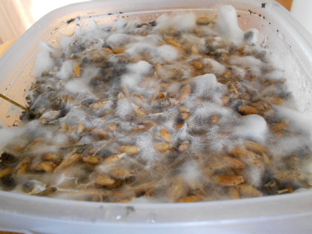 Panaeolus tropicalis