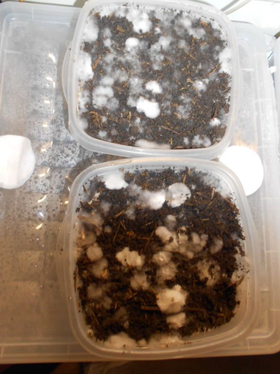 Panaeolus tropicalis
