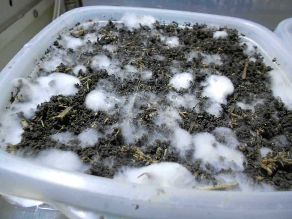 Panaeolus tropicalis
