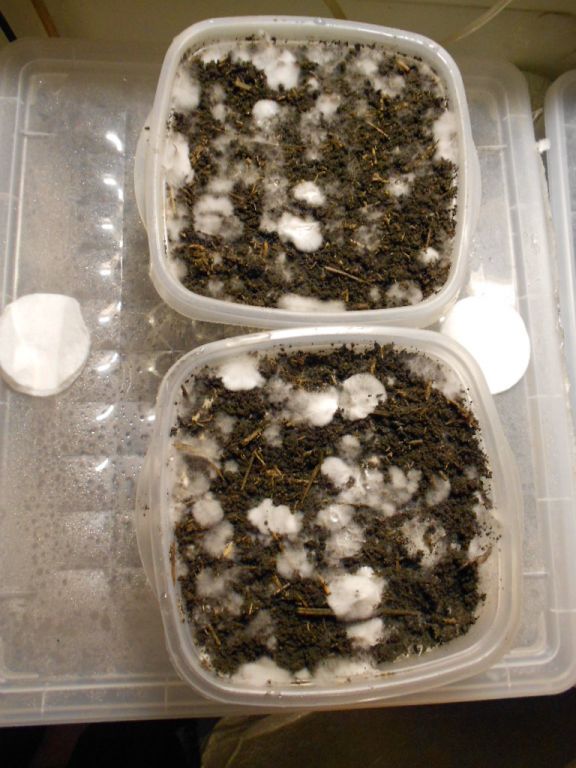 Panaeolus tropicalis