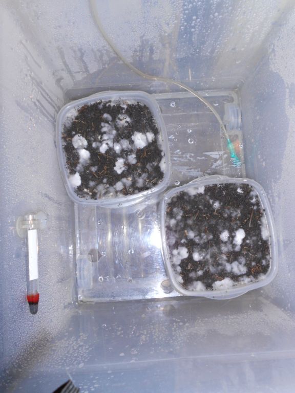 Panaeolus tropicalis