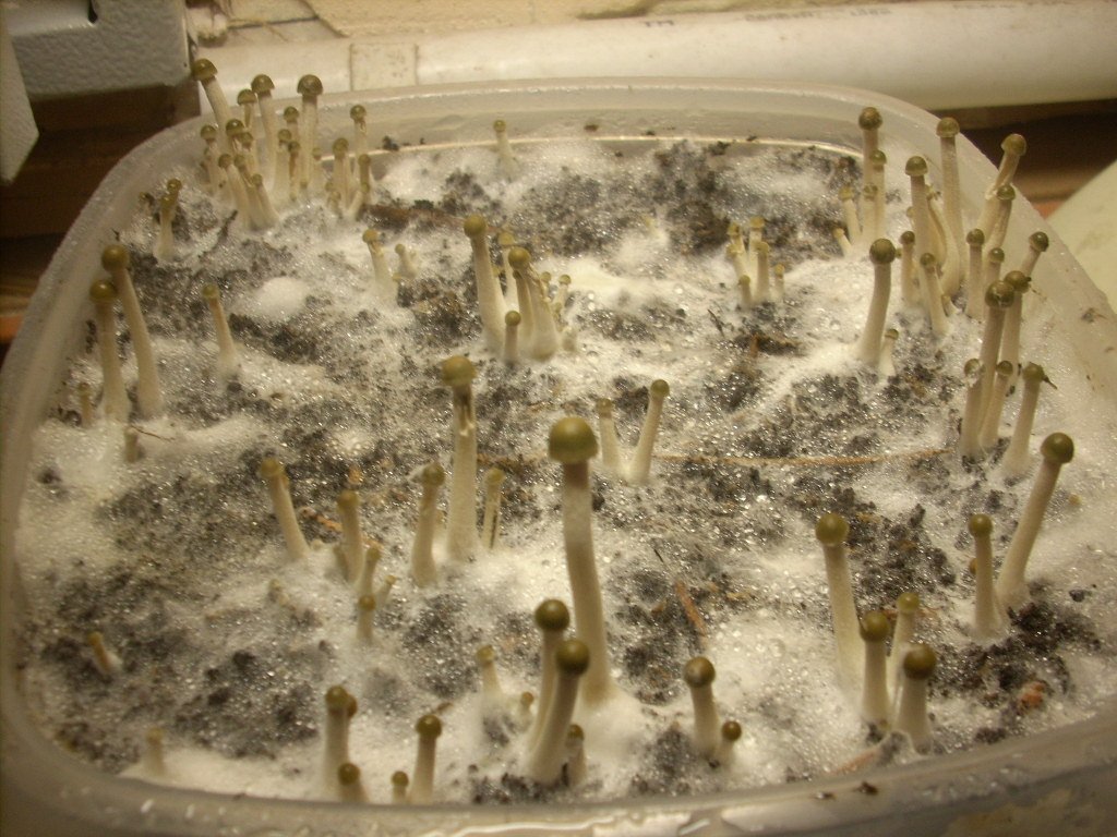 Panaeolus tropicalis