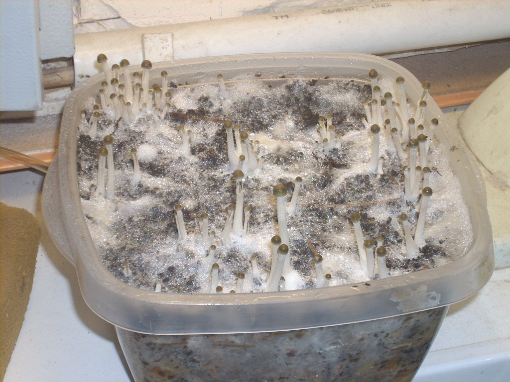 Panaeolus tropicalis