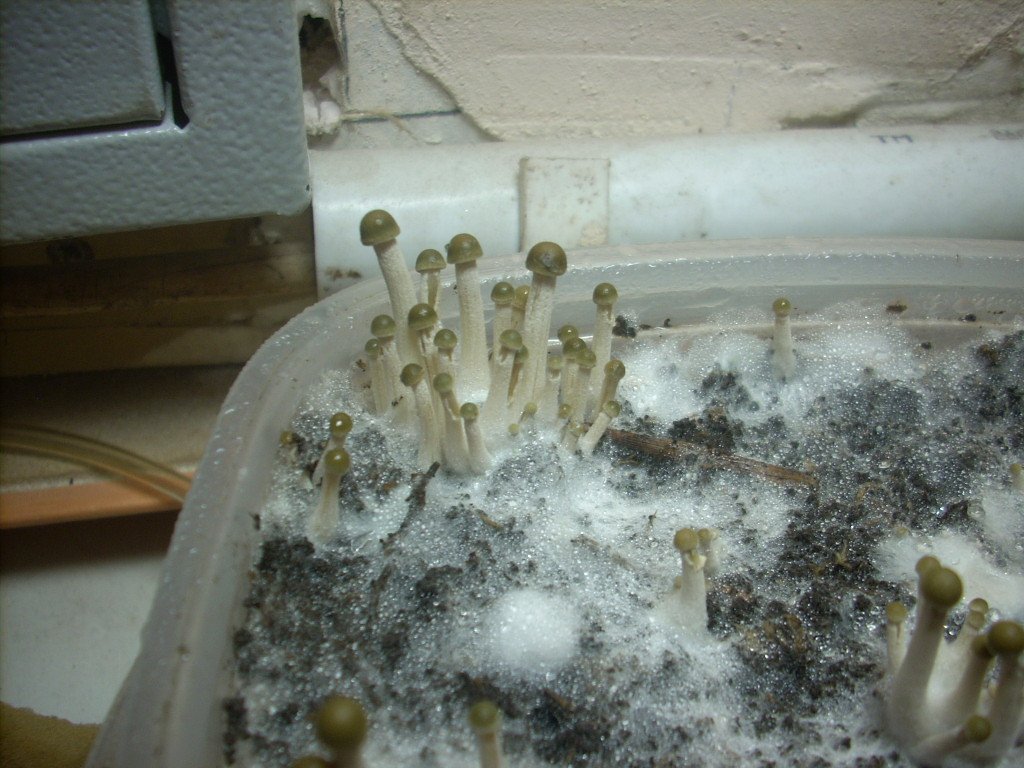 Panaeolus tropicalis
