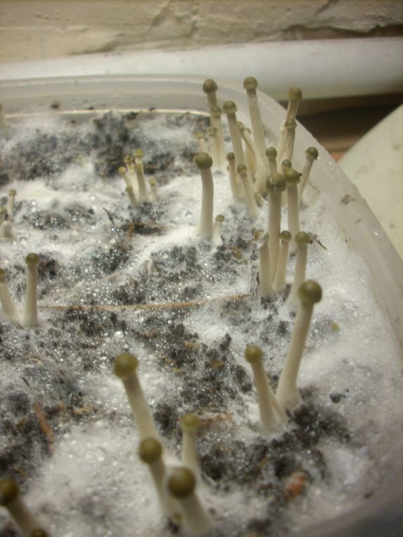 Panaeolus tropicalis