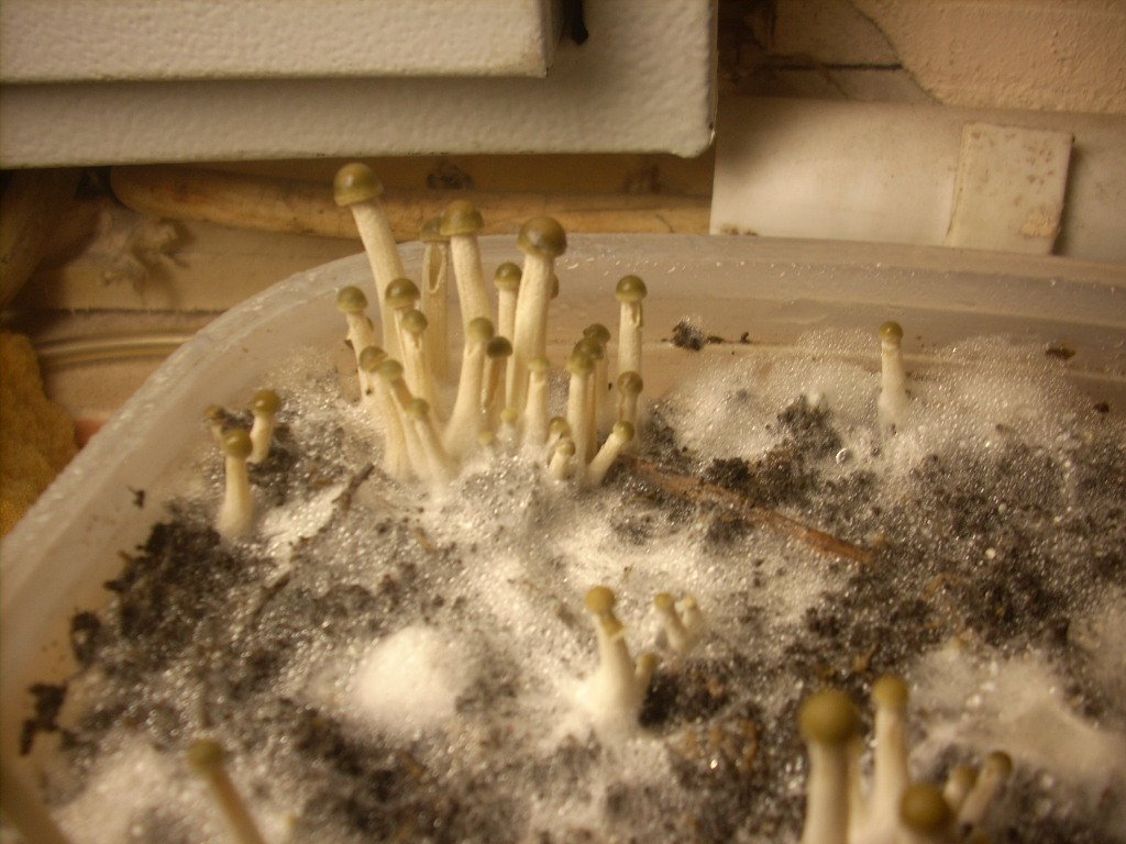 Panaeolus tropicalis