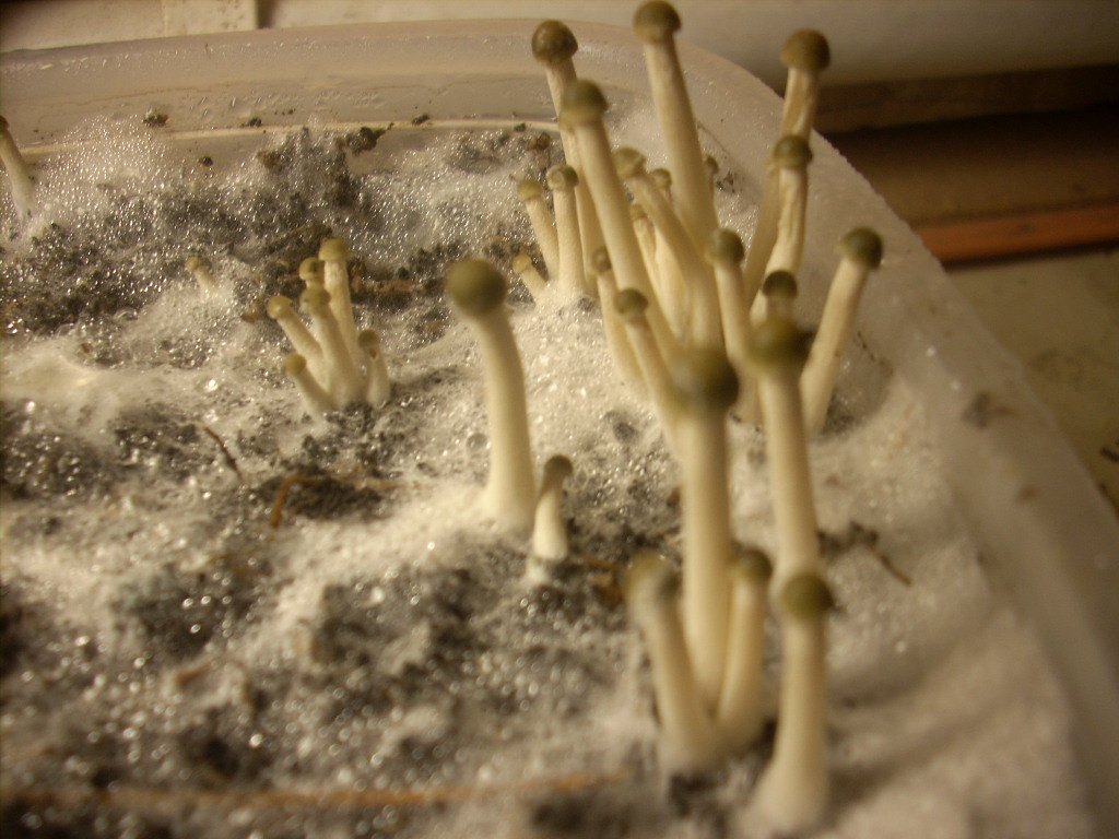 Panaeolus tropicalis