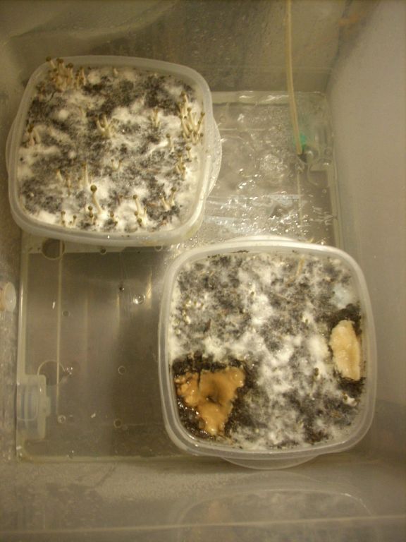 Panaeolus tropicalis