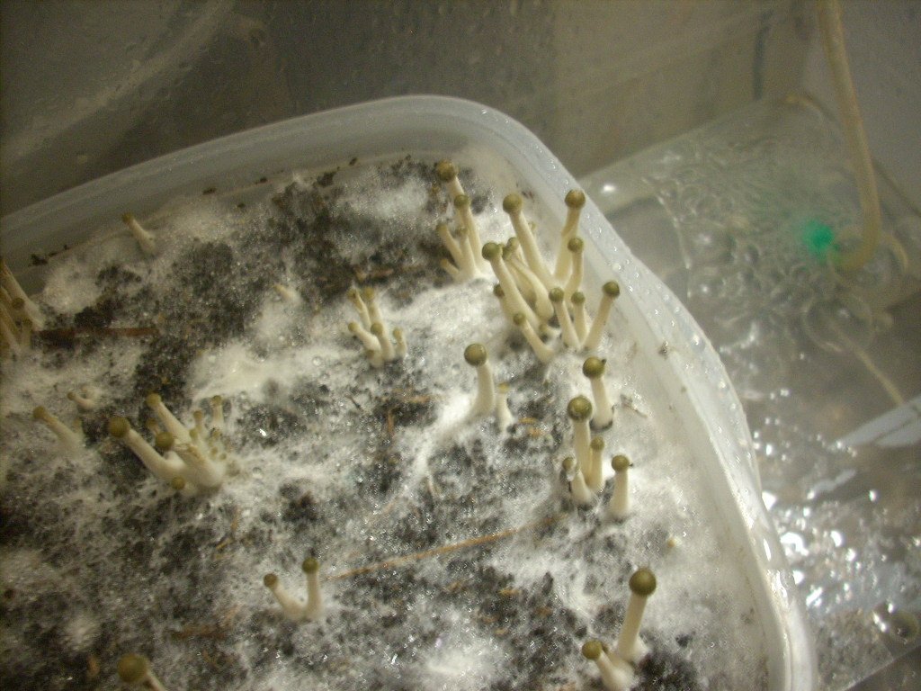 Panaeolus tropicalis
