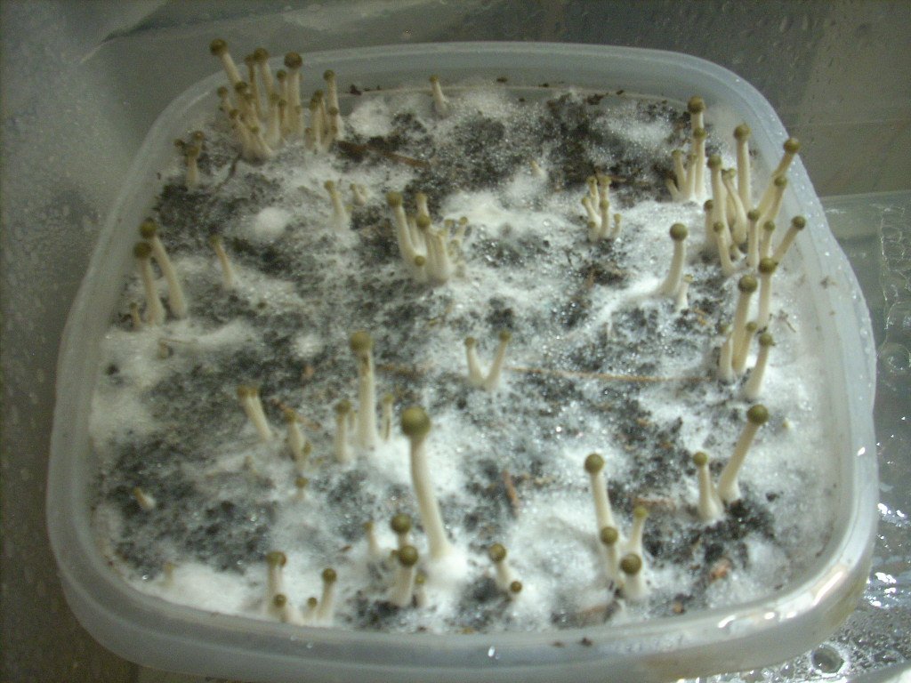 Panaeolus tropicalis
