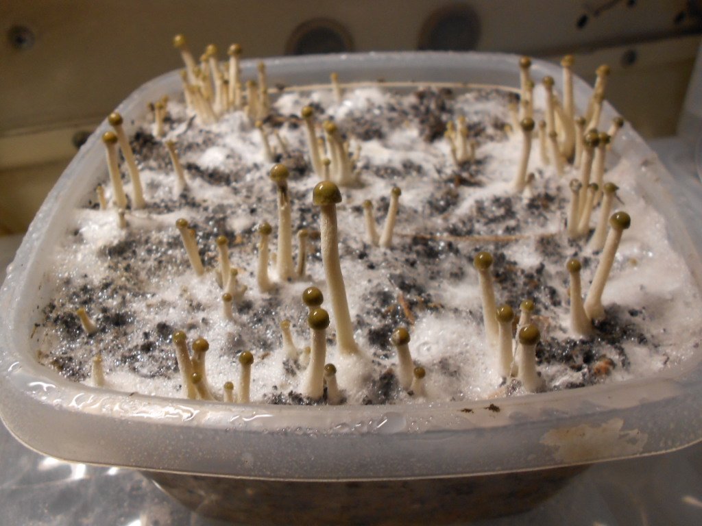 Panaeolus tropicalis
