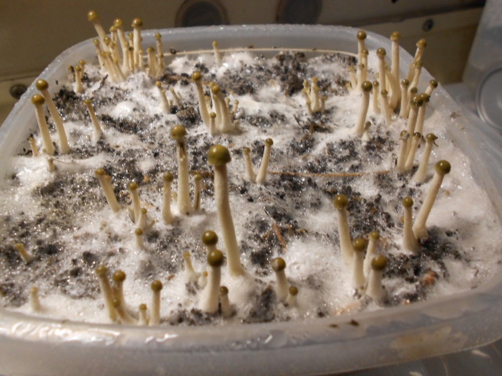 Panaeolus tropicalis