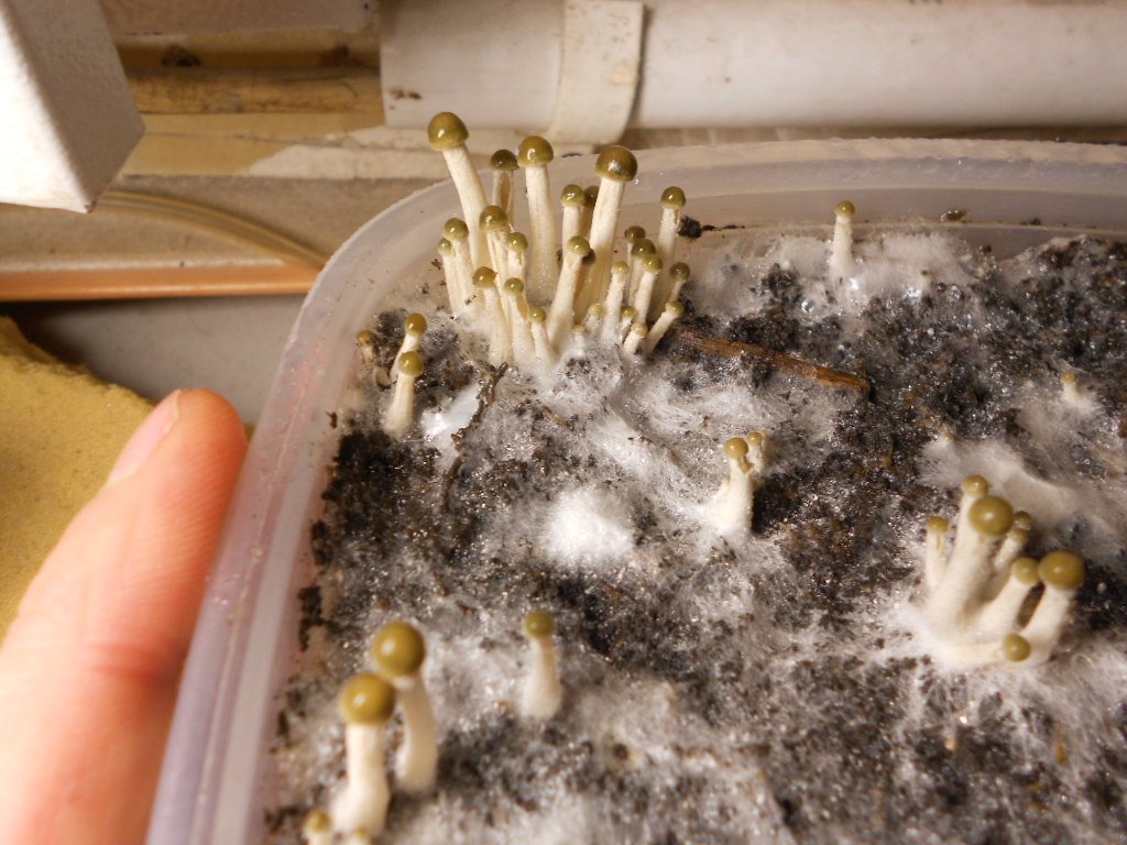 Panaeolus tropicalis