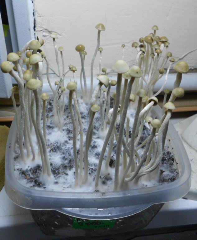 Panaeolus tropicalis