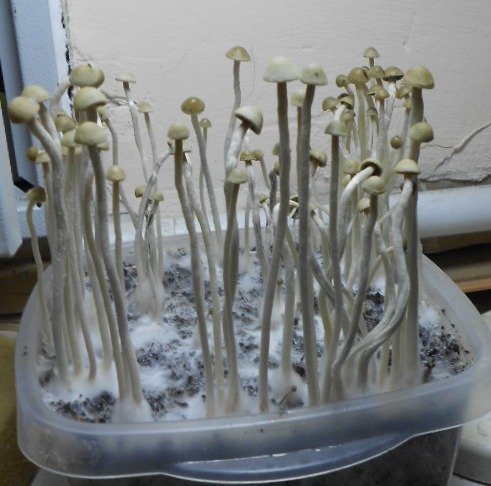 Panaeolus tropicalis