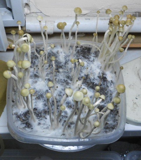 Panaeolus tropicalis